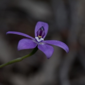 Glossodia major at Nanima, NSW - 26 Oct 2016