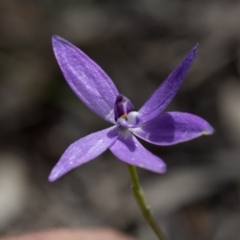 Glossodia major at Nanima, NSW - 26 Oct 2016