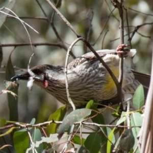 Anthochaera carunculata at Gungahlin, ACT - 26 Oct 2016