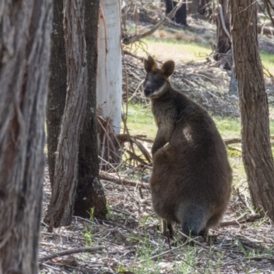 Wallabia bicolor (Swamp Wallaby) at Gungahlin, ACT - 26 Oct 2016 by CedricBear