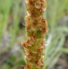 Plantago varia (Native Plaintain) at Flea Bog Flat to Emu Creek Corridor - 25 Oct 2016 by JanetRussell