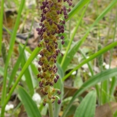 Plantago varia (Native Plaintain) at Flea Bog Flat to Emu Creek Corridor - 25 Oct 2016 by JanetRussell