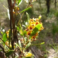 Daviesia mimosoides at Bruce, ACT - 26 Oct 2016