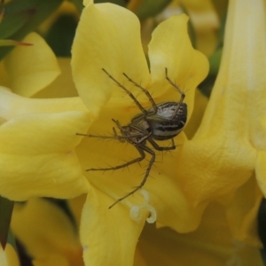 Oxyopes sp. (genus) at Conder, ACT - 9 Oct 2016