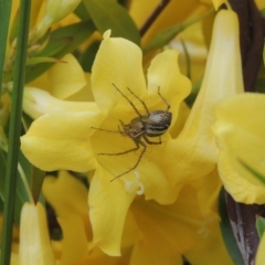 Oxyopes sp. (genus) at Conder, ACT - 9 Oct 2016