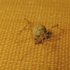 Theridiidae (family) (Comb-footed spider) at Conder, ACT - 11 Oct 2016 by MichaelBedingfield