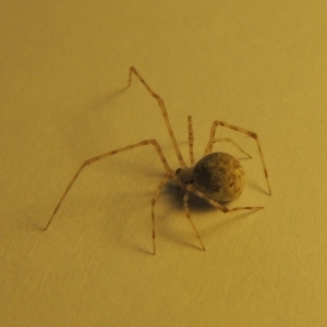 Theridiidae (family) at Conder, ACT - 11 Oct 2016 05:15 PM