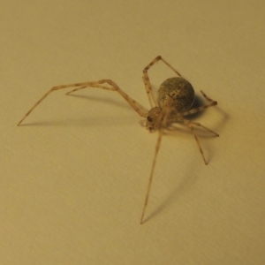 Theridiidae (family) at Conder, ACT - 11 Oct 2016