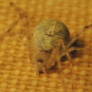 Theridiidae (family) at Conder, ACT - 11 Oct 2016 05:15 PM