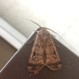 Agrotis infusa at Macquarie, ACT - 26 Oct 2016 08:10 AM