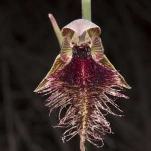 Calochilus platychilus at Canberra Central, ACT - suppressed