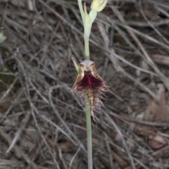 Calochilus platychilus at Canberra Central, ACT - suppressed