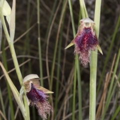 Calochilus platychilus at Canberra Central, ACT - suppressed