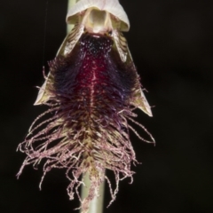 Calochilus platychilus (Purple Beard Orchid) at Point 5204 - 19 Oct 2016 by DerekC