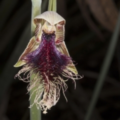Calochilus platychilus (Purple Beard Orchid) at Crace, ACT - 23 Oct 2016 by DerekC