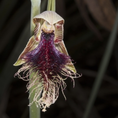 Calochilus platychilus (Purple Beard Orchid) at Crace, ACT - 23 Oct 2016 by DerekC