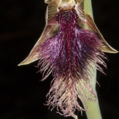 Calochilus platychilus (Purple Beard Orchid) at Crace, ACT - 23 Oct 2016 by DerekC