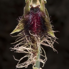 Calochilus platychilus at Crace, ACT - suppressed