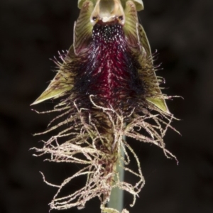 Calochilus platychilus at Crace, ACT - suppressed