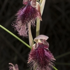 Calochilus platychilus (Purple Beard Orchid) at Bruce, ACT - 26 Oct 2016 by DerekC