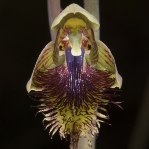 Calochilus montanus at Bruce, ACT - suppressed