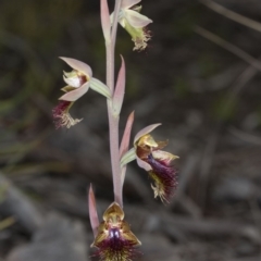 Calochilus montanus at Bruce, ACT - suppressed