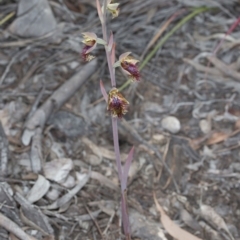 Calochilus montanus at Bruce, ACT - suppressed