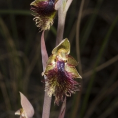 Calochilus montanus at Bruce, ACT - suppressed