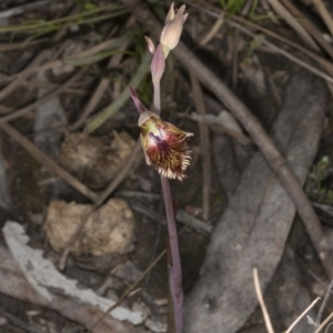 Calochilus montanus at Bruce, ACT - suppressed