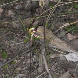 Caladenia atrovespa at Bruce, ACT - suppressed