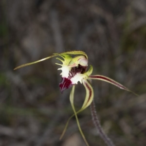 Caladenia atrovespa at Bruce, ACT - suppressed