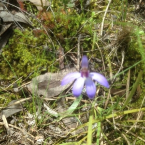 Cyanicula caerulea at Point 610 - suppressed