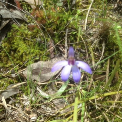 Cyanicula caerulea (Blue Fingers, Blue Fairies) at Point 610 - 24 Sep 2016 by MichaelMulvaney