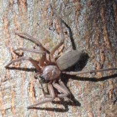 Hemicloea sp. (genus) (Flat bark spider) at Conder, ACT - 4 Jul 2014 by michaelb