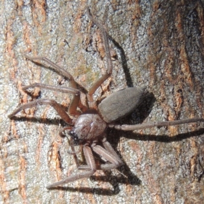 Hemicloea sp. (genus) (Flat bark spider) at Conder, ACT - 4 Jul 2014 by MichaelBedingfield