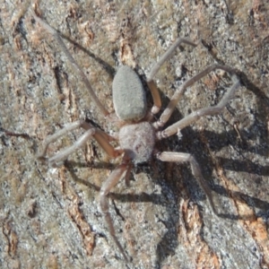 Hemicloea sp. (genus) at Conder, ACT - 4 Jul 2014 12:22 PM