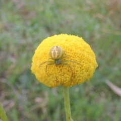 Lehtinelagia prasina (Leek-green flower spider) at Tuggeranong Hill - 6 Oct 2014 by michaelb