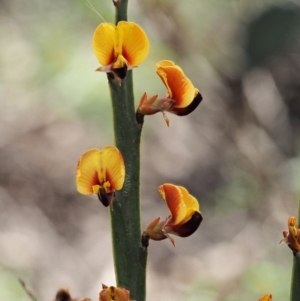 Bossiaea grayi at Paddys River, ACT - suppressed