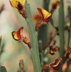 Bossiaea grayi at Paddys River, ACT - suppressed