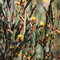 Bossiaea grayi at Paddys River, ACT - suppressed