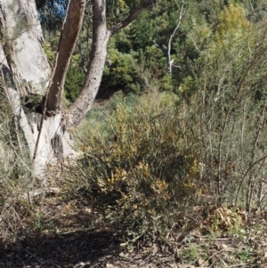 Bossiaea grayi at Paddys River, ACT - suppressed