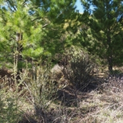 Bossiaea grayi at Paddys River, ACT - suppressed