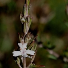 Westringia eremicola (Slender Western Rosemary) at Paddys River, ACT - 27 Sep 2016 by KenT