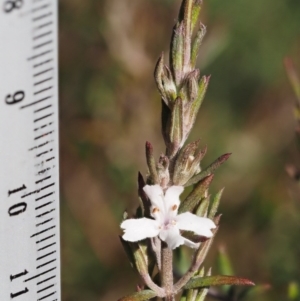 Westringia eremicola at Paddys River, ACT - 28 Sep 2016