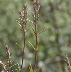 Westringia eremicola at Paddys River, ACT - 28 Sep 2016