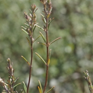 Westringia eremicola at Paddys River, ACT - 28 Sep 2016