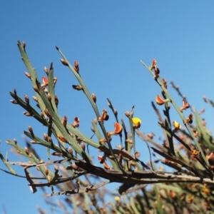 Bossiaea grayi at Paddys River, ACT - 28 Sep 2016