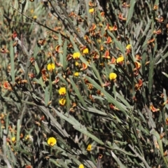 Bossiaea grayi at Paddys River, ACT - suppressed