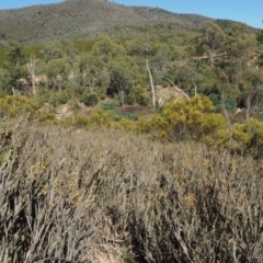 Bossiaea grayi at Paddys River, ACT - 28 Sep 2016