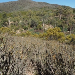 Bossiaea grayi at Paddys River, ACT - 28 Sep 2016